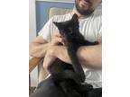 Adopt Lotus a All Black Domestic Shorthair (short coat) cat in RICHMOND