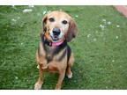 Adopt Ruthie a Black Redbone Coonhound / Mixed Breed (Medium) / Mixed (short