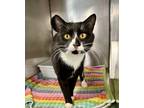 Adopt Zeb a Domestic Shorthair / Mixed (short coat) cat in Alpharetta