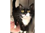 Adopt Sybil a Domestic Shorthair / Mixed (short coat) cat in Alpharetta