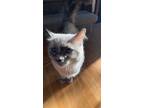 Adopt Zoey a Gray or Blue Ragdoll / Mixed (medium coat) cat in Aurora