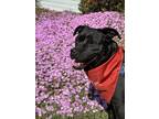 Adopt Prue a Black - with White American Staffordshire Terrier / Labrador