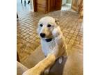 Adopt Stella a White Husky / Mixed dog in Monrovia, IN (41566528)