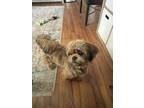 Adopt Buddy a Brown/Chocolate - with Black Shih Poo / Curly-Coated Retriever /