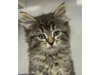 Adopt Hammy a Domestic Shorthair / Mixed cat in Houston, TX (41566482)