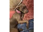 Adopt Joi a Brown/Chocolate American Pit Bull Terrier / Labrador Retriever /