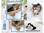 Adopt Chikoo a Tiger Striped Domestic Shorthair (short coat) cat in West Branch