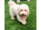 Adopt Teddy a White Poodle (Miniature) / Bichon Frise / Mixed dog in Fallbrook