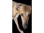Adopt Jan a White - with Tan, Yellow or Fawn Greyhound / Mixed dog in Tucson