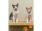 Adopt Lark a Domestic Shorthair / Mixed cat in Novato, CA (41566496)