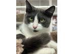 Adopt Lily a Gray or Blue (Mostly) Domestic Shorthair (short coat) cat in