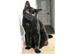 Adopt Porky a All Black Domestic Shorthair / Mixed (short coat) cat in Saint