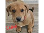 Adopt Luke a Rottweiler / Great Pyrenees / Mixed dog in Midway, UT (41566383)