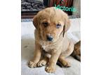 Adopt Victoria a Rottweiler / Great Pyrenees / Mixed dog in Midway
