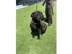 Adopt Nala a Black Cane Corso / Mixed dog in Smartsville, CA (41566433)
