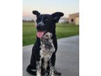 Adopt Daisy a Black - with White Texas Heeler / Australian Cattle Dog / Mixed