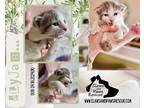 Adopt Elyjah a White (Mostly) Domestic Shorthair (short coat) cat in West