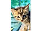 Adopt Flurry a Gray, Blue or Silver Tabby Domestic Shorthair (short coat) cat in