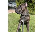 Adopt Pushka a Brindle Cane Corso / Mixed dog in Smartsville, CA (41566424)