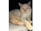 Adopt Percy a Cream or Ivory (Mostly) Siamese / Mixed (short coat) cat in