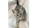 Adopt Milkshake a Gray or Blue (Mostly) Domestic Shorthair (short coat) cat in