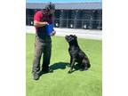 Adopt Benito a Black Cane Corso / Mixed dog in Smartsville, CA (41566418)