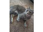 Adopt Momma a Gray or Blue American Bobtail / Mixed (short coat) cat in