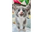 Adopt Custard a Gray or Blue (Mostly) Domestic Shorthair (short coat) cat in