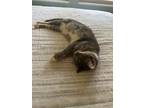 Adopt Venus a Gray or Blue American Shorthair / Mixed (short coat) cat in Paia