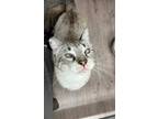 Adopt Nola a Domestic Shorthair / Mixed (short coat) cat in Gillette