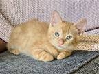 Adopt Fanta a Orange or Red Domestic Shorthair / Mixed cat in Centreville