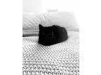 Adopt Calcifer a All Black Domestic Shorthair / Mixed (short coat) cat in San