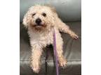 Adopt Slater a White - with Tan, Yellow or Fawn Mixed Breed (Medium) / Mixed dog