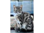 Adopt Katie a Gray, Blue or Silver Tabby Domestic Shorthair (short coat) cat in