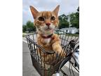 Adopt Iris a Orange or Red Tabby Tabby / Mixed (short coat) cat in Westerville