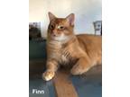 Adopt Finn a Orange or Red Domestic Shorthair / Mixed (short coat) cat in