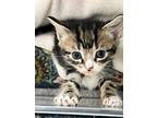 Adopt Blizzard a Gray, Blue or Silver Tabby Domestic Shorthair (short coat) cat