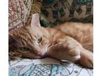 Adopt Negren a Orange or Red Domestic Shorthair / Mixed (short coat) cat in