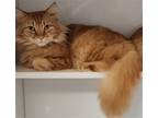 Adopt Copper FIV + a Orange or Red Domestic Longhair / Mixed (long coat) cat in