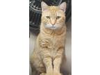 Adopt Solo a Orange or Red Domestic Shorthair / Mixed (short coat) cat in