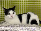 Adopt Daxton a Domestic Mediumhair / Mixed cat in Spring, TX (41566044)