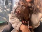 Adopt Tiffany a Labrador Retriever / Mixed dog in Portland, OR (41566068)