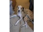 Adopt chewy a White - with Brown or Chocolate Australian Cattle Dog / Mixed dog