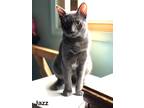 Adopt Jazz a Gray or Blue Domestic Shorthair / Mixed (short coat) cat in