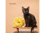 Adopt Camellia a Domestic Shorthair / Mixed (short coat) cat in San Jacinto