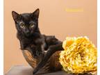 Adopt Boxwood a Domestic Shorthair / Mixed (short coat) cat in San Jacinto