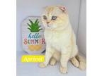 Adopt Apricot K a Scottish Fold / Mixed (short coat) cat in San Jacinto