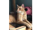 Adopt Robb a Orange or Red Domestic Shorthair / Mixed (short coat) cat in