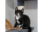 Adopt Oregano a All Black Domestic Shorthair / Mixed cat in Dallas