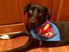 Adopt Toby II (New Digs) a Black - with White Labrador Retriever / Mixed dog in